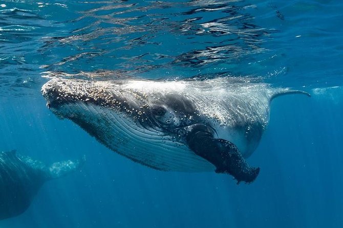 Swim with Humpback Whales - Ningaloo Reef - 3 Islands Whale Shark Dive - The early reef snorkel sets the tone