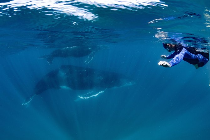 Swim with Humpback Whales - Ningaloo Reef - 3 Islands Whale Shark Dive - What it feels like in the water