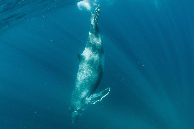 Swim with Humpback Whales - Ningaloo Reef - 3 Islands Whale Shark Dive - Food, photos, and comfort on a long day