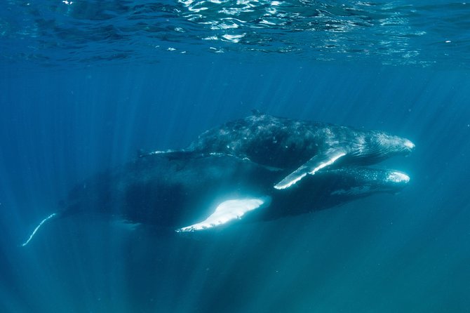 Swim with Humpback Whales - Ningaloo Reef - 3 Islands Whale Shark Dive - Group size, fitness, and family rules