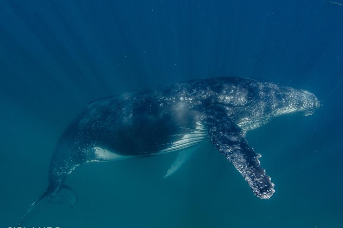 Swim with Humpback Whales - Ningaloo Reef - 3 Islands Whale Shark Dive - Motion sickness deserves attention