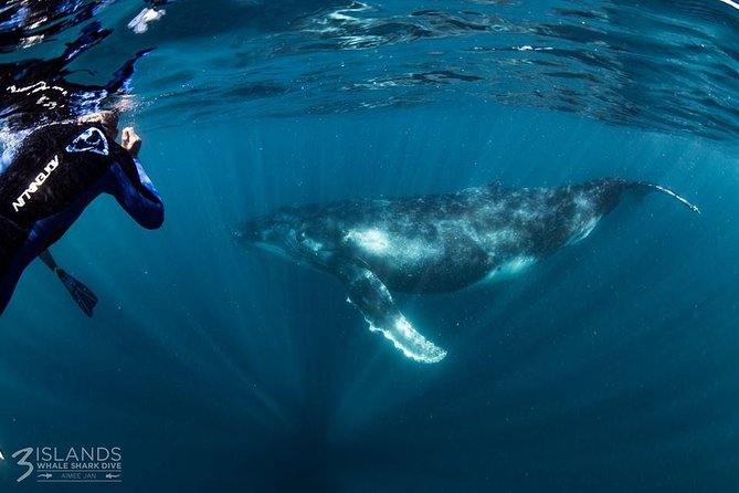 Swim with Humpback Whales - Ningaloo Reef - 3 Islands Whale Shark Dive - The spotter plane makes a practical difference