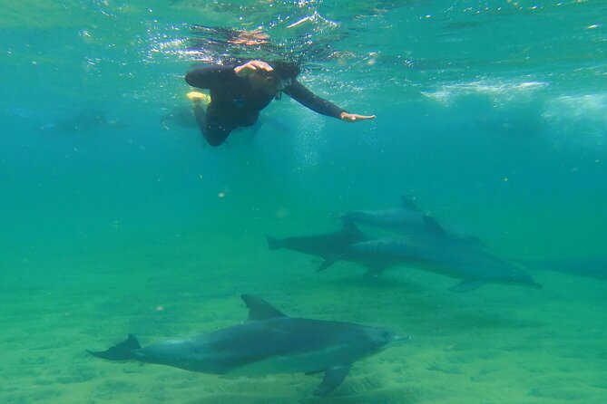 Swim With The Dolphins Experience in Bunbury Australia - Starting at 7:45 am beside the Dolphin Discovery Centre