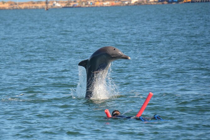 Swim With The Dolphins Experience in Bunbury Australia - How the four-hour outing unfolds
