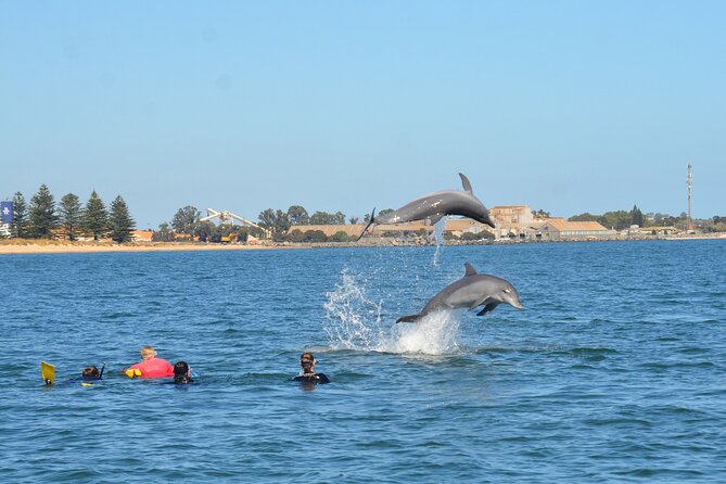 Swim With The Dolphins Experience in Bunbury Australia - What the guides and volunteers add