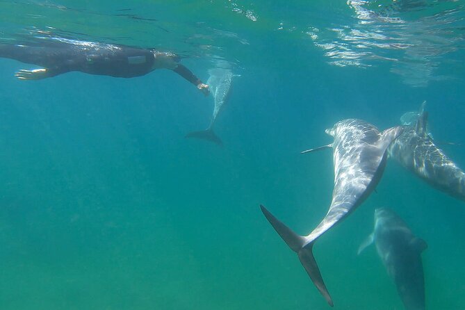 Swim With The Dolphins Experience in Bunbury Australia - Equipment, swimming, and comfort in cool water