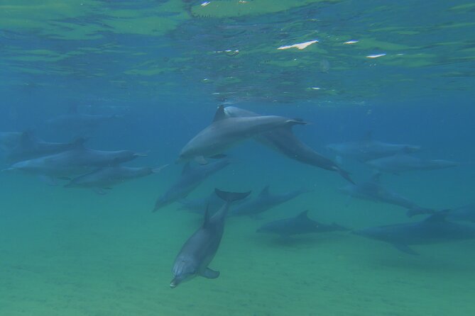 Swim With The Dolphins Experience in Bunbury Australia - Is $99.64 good value?