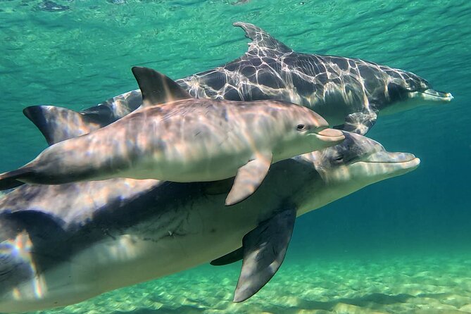 Swim With The Dolphins Experience in Bunbury Australia - Who will enjoy this most
