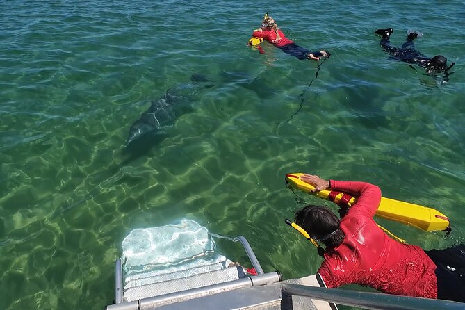 Swim With The Dolphins Experience in Bunbury Australia - Booking, cancellation, and weather notes