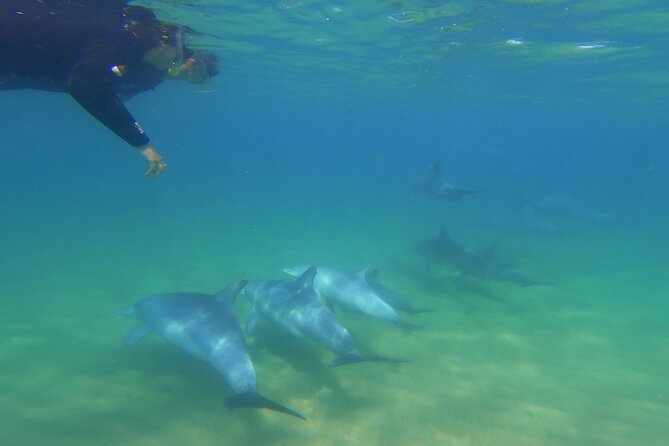 Swim With The Dolphins Experience in Bunbury Australia - The most important expectation: sighting is guaranteed, closeness is not