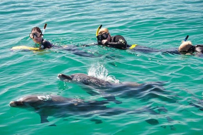 Swim with Wild Dolphins Day Tour - Why Rockingham is a good place for a wild dolphin swim