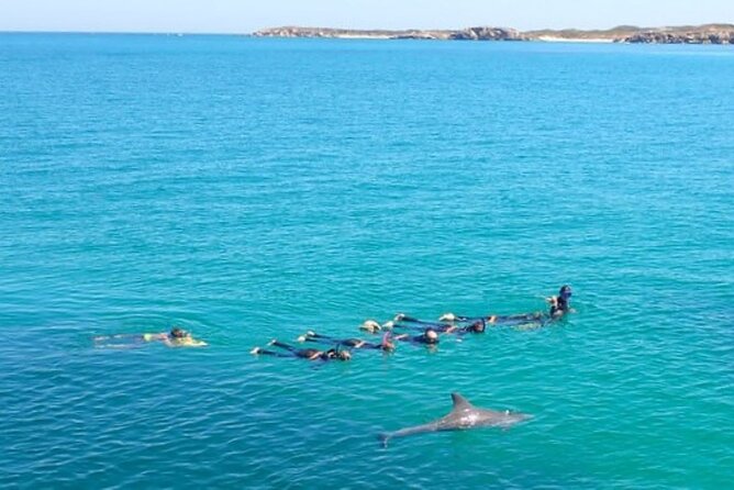 Swim with Wild Dolphins Day Tour - What the dolphin encounter is really like