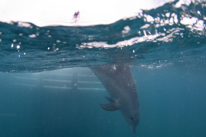 Swim with Wild Dolphins Day Tour - Who will enjoy this most?
