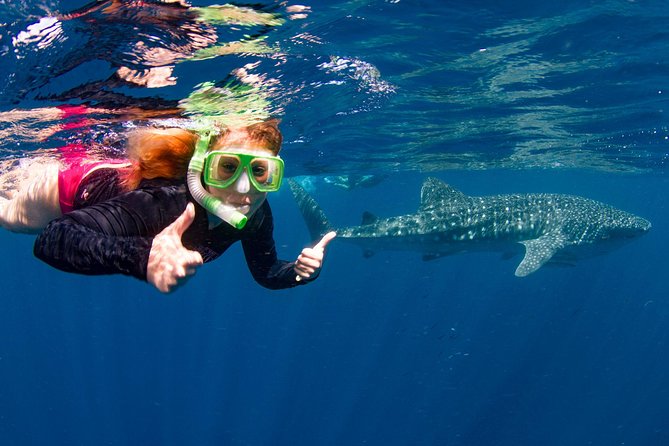 Swimming with the Whale Sharks - Ningaloo Reef (Exmouth) - What the day looks like on the water