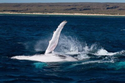 Swimming with the Whale Sharks – Ningaloo Reef (Exmouth)