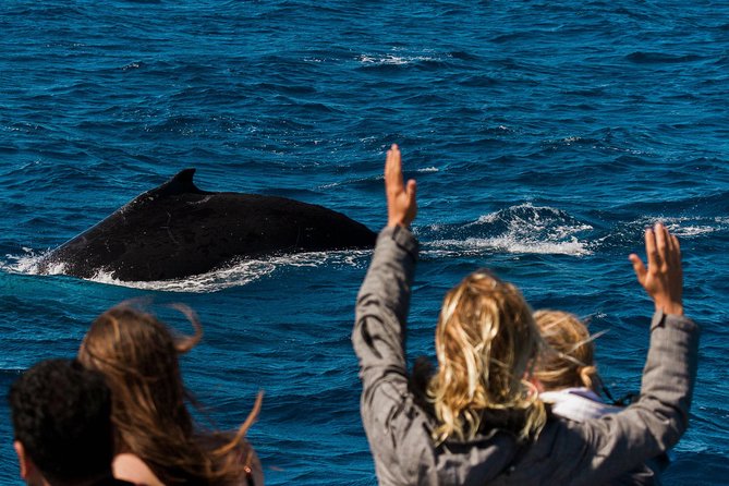 Swimming with the Whale Sharks - Ningaloo Reef (Exmouth) - Humpback season from September to November