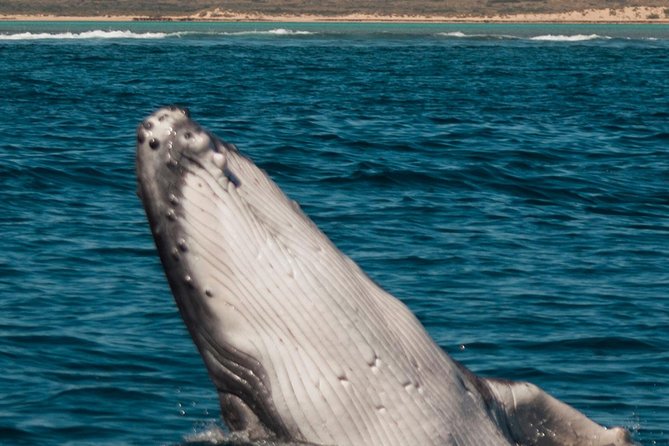 Swimming with the Whale Sharks - Ningaloo Reef (Exmouth) - Food, gear, and the small comforts