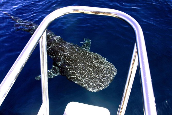 Swimming with the Whale Sharks - Ningaloo Reef (Exmouth) - Is the $451.86 price good value?
