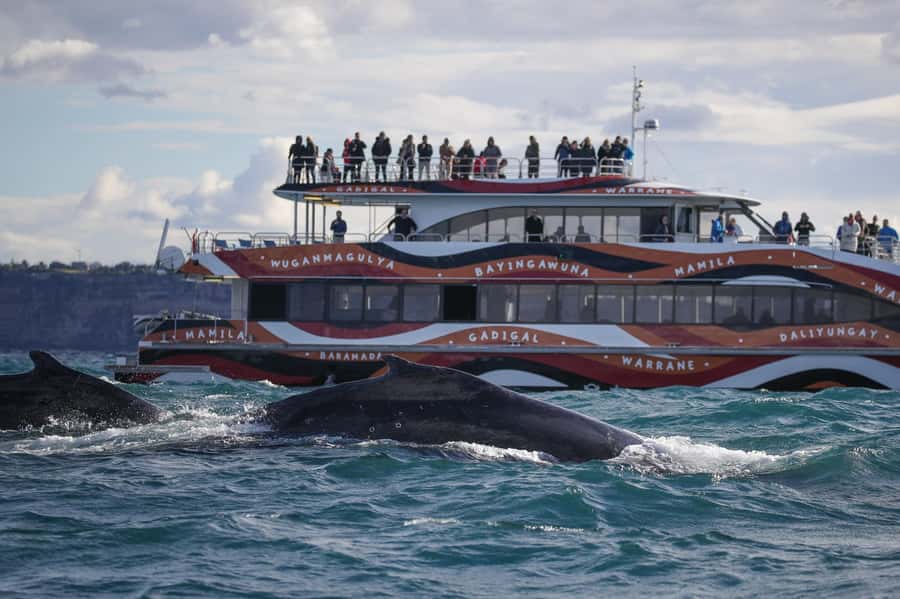 Sydney: 2-hour Express Whale Watching Cruise - Leaving Circular Quay for open water