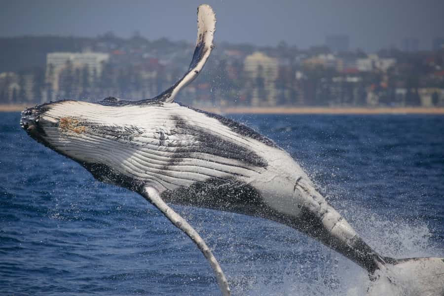 Sydney: 2-hour Express Whale Watching Cruise - About 90 minutes searching for humpbacks