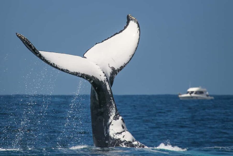 Sydney: 2-hour Express Whale Watching Cruise - The ride back to Circular Quay