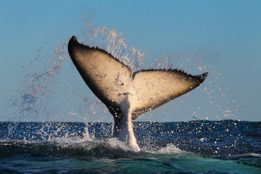 Sydney: 2-hour Express Whale Watching Cruise - Who should book this cruise?
