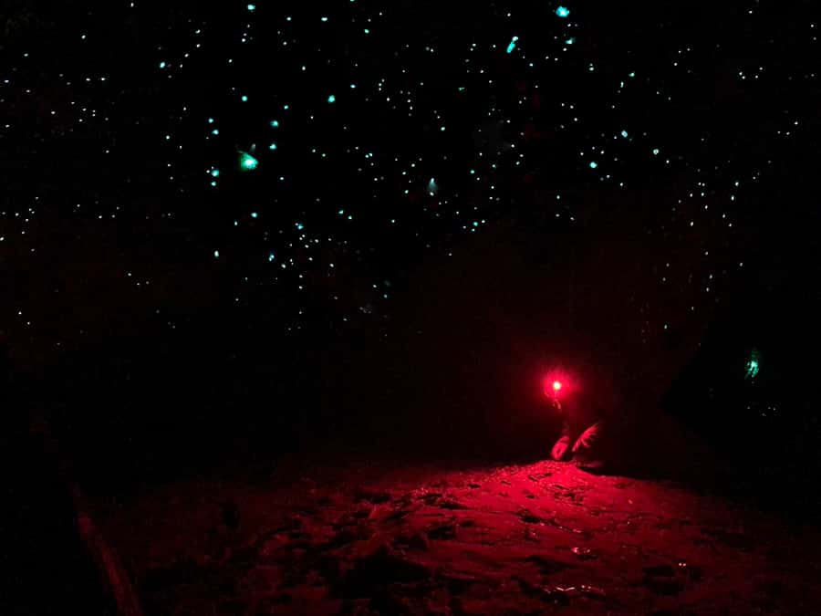 Sydney: Blue Mountains Glow Worms Wild Adventure by Night - Why the glow worm cave is worth a late night