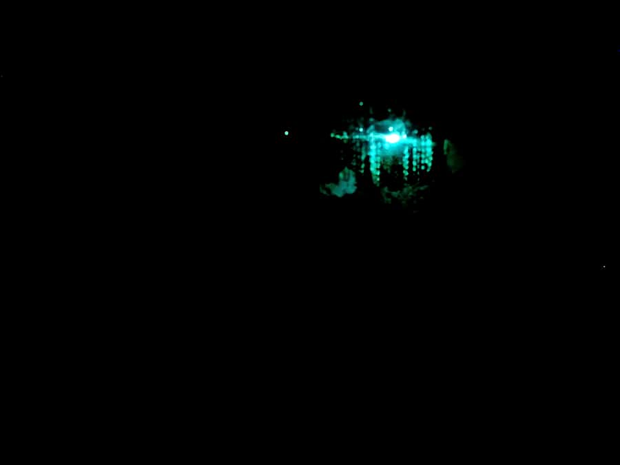 Sydney: Blue Mountains Glow Worms Wild Adventure by Night - Sydney pickup makes the evening much easier