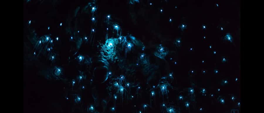 Sydney: Blue Mountains Glow Worms Wild Adventure by Night - Waterfall, cave, and darkness: the evening’s main sequence