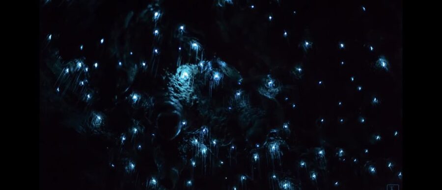Sydney: Blue Mountains Glow Worms Wild Adventure by Night - The practical details that can make or break the outing