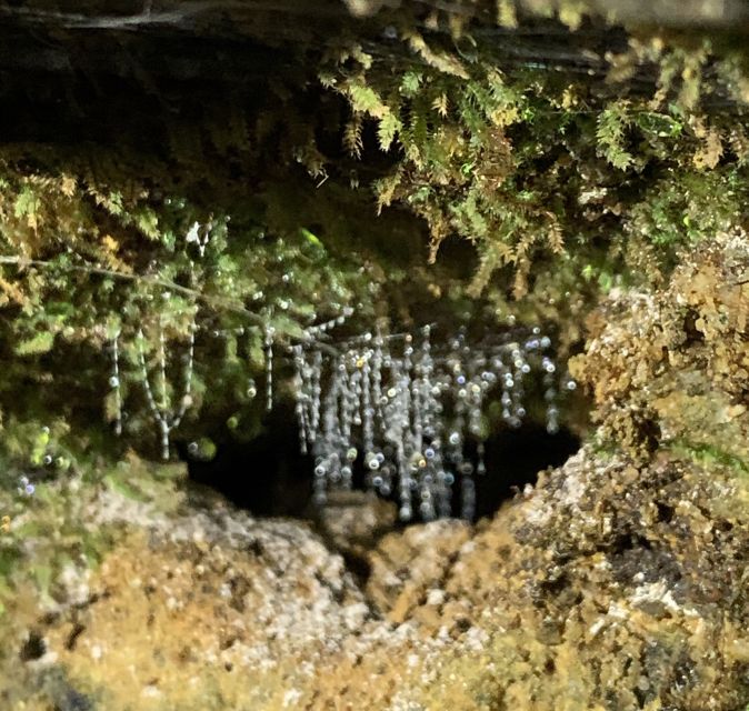 Sydney: Blue Mountains Glow Worms Wild Adventure by Night - FAQ