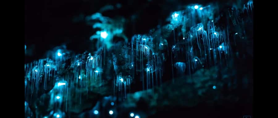 Sydney: Blue Mountains Glow Worms Wild Adventure by Night - The night walk is short, but it is still a bush walk