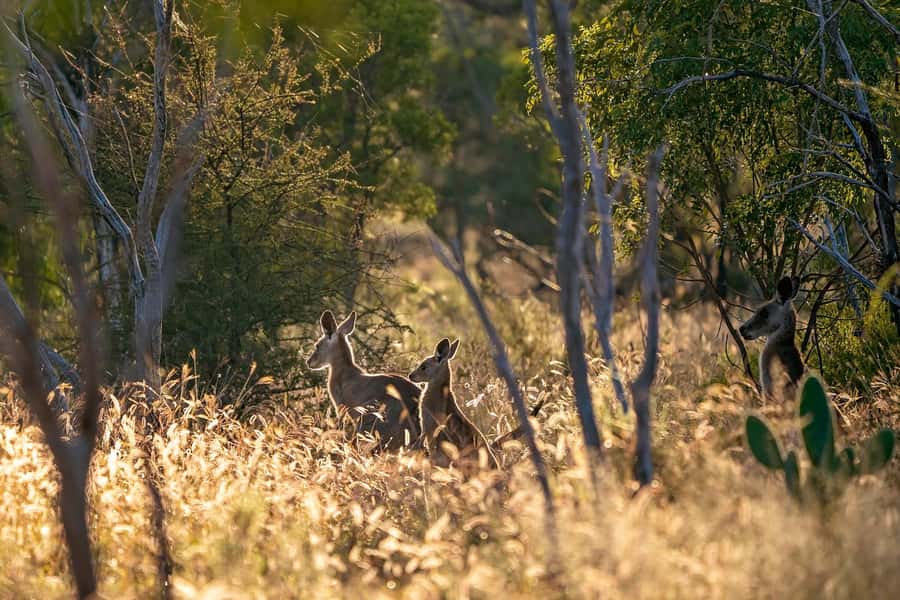 Sydney: Blue Mountains Kangaroos, Wilderness and Sunset Tour - Why this Blue Mountains tour feels different