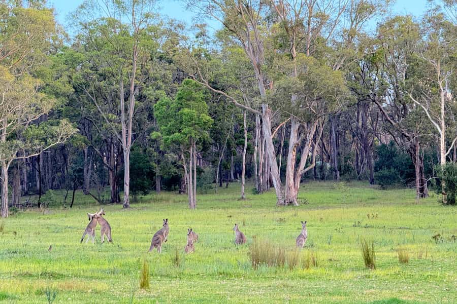Sydney: Blue Mountains Kangaroos, Wilderness and Sunset Tour - What the $141 price includes