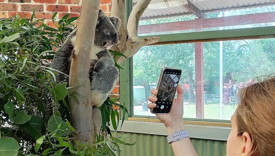 Sydney: Blue Mountains Late Start, Walks Waterfalls & Koalas - Is $196 good value?