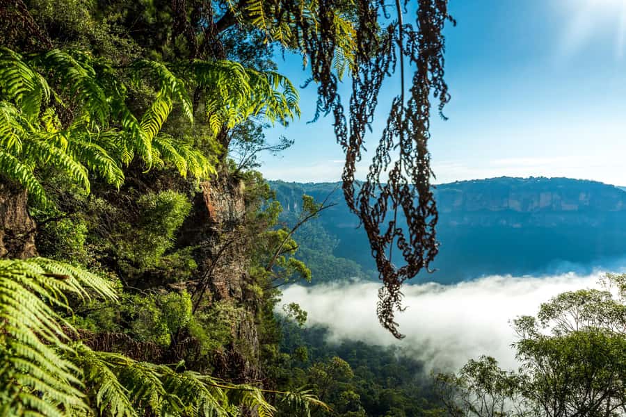 Sydney: Blue Mountains Late Start, Walks Waterfalls & Koalas - Lunch, local food, and sensible pacing