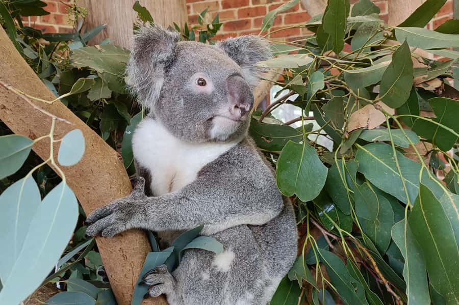Sydney: Blue Mountains Late Start, Walks Waterfalls & Koalas - Lookouts that earn their place