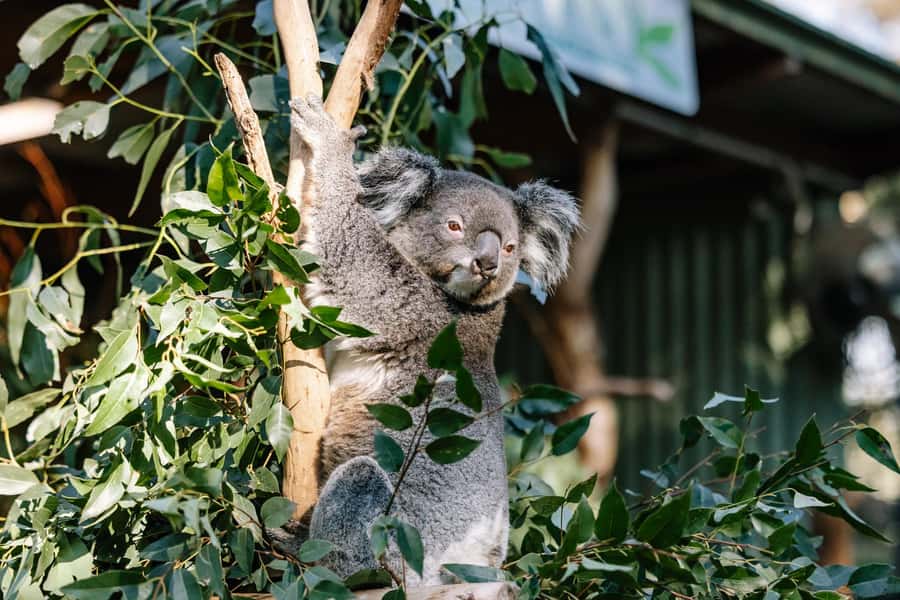 Sydney: Blue Mountains Scenic World, Wildlife Park and Lunch - Lunch with the national park below