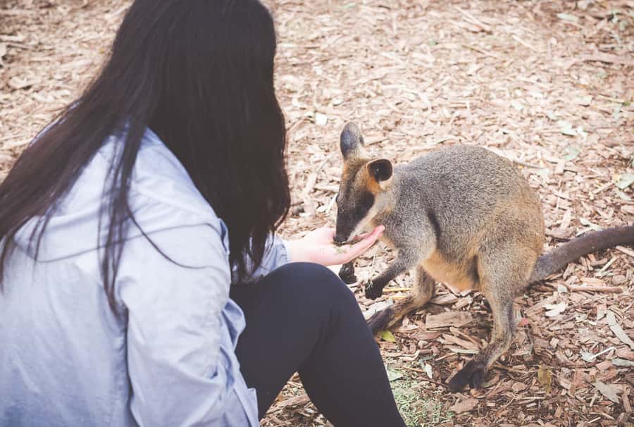 Sydney: Blue Mountains Wildlife & Bushwalk Small-Group Tour - Wentworth Falls and the best walking section