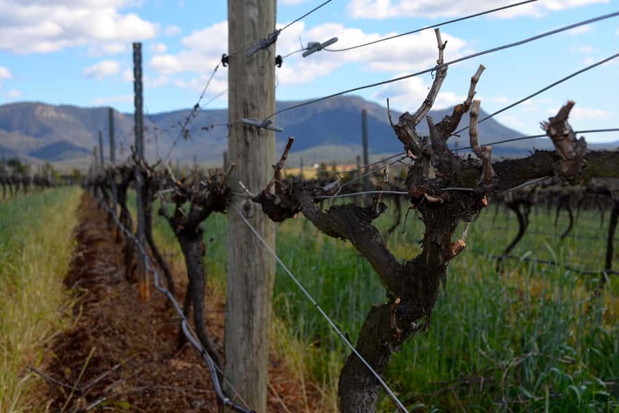 Sydney: Chef-Led Hunter Valley Food & Wine Tour - Who should book this Hunter Valley day?