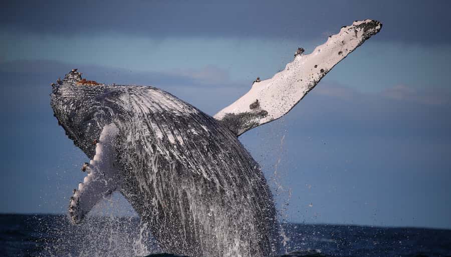 Sydney: Discovery Whale Watching Tour by Catamaran - A fast start from Aquarium Wharf