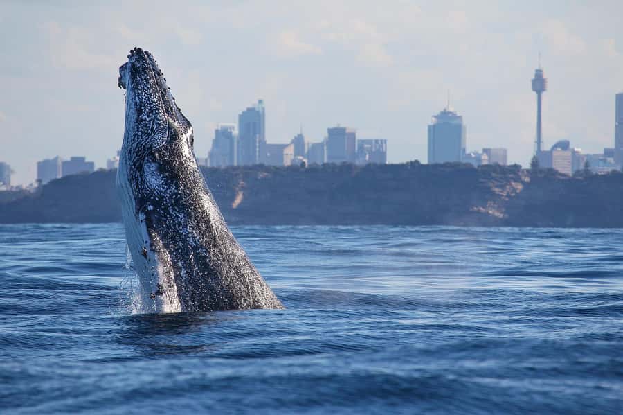 Sydney: Discovery Whale Watching Tour by Catamaran - The open-ocean search for humpbacks