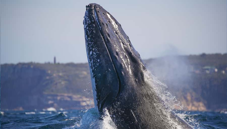 Sydney: Discovery Whale Watching Tour by Catamaran - Crew, safety, and the practical side of wildlife watching