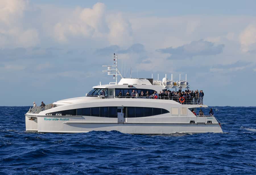 Sydney: Discovery Whale Watching Tour by Catamaran - Should you book Fantasea Avalon?