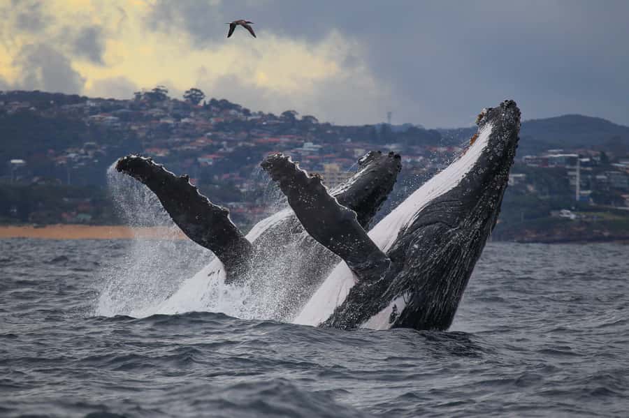 Sydney: Discovery Whale Watching Tour by Catamaran - Why the catamaran layout helps