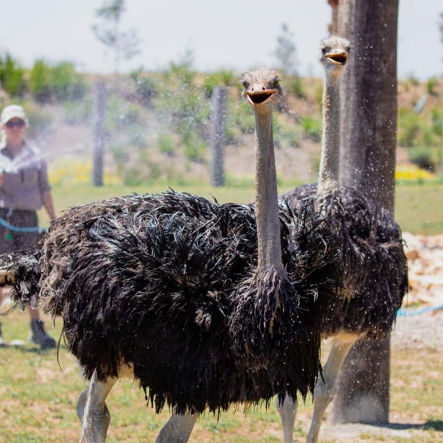 Sydney: Featherdale Wildlife Park Private Tour - Key points at a glance