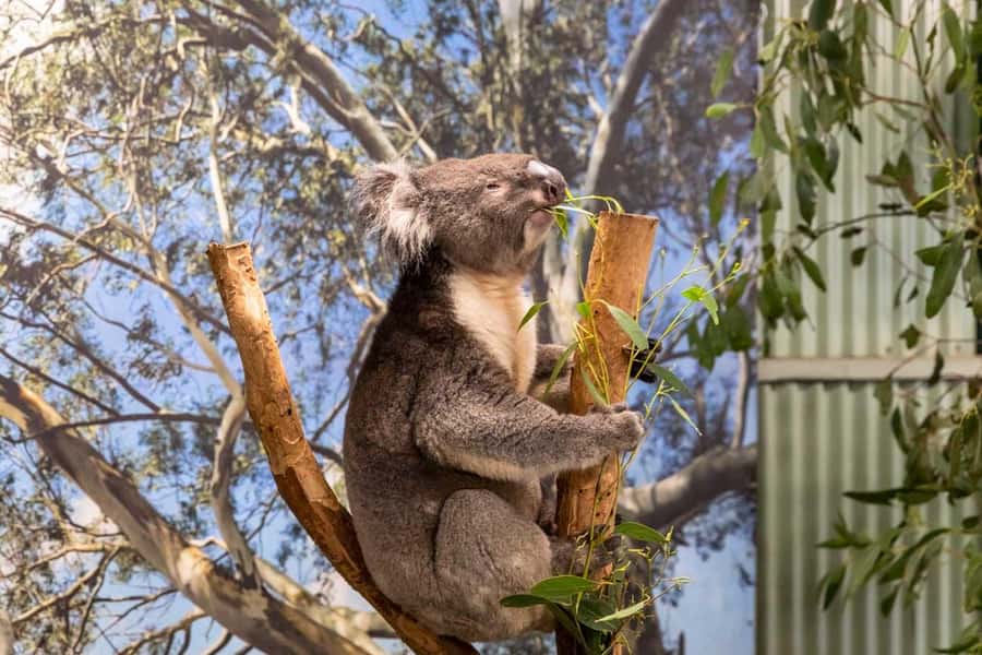 Sydney: Featherdale Wildlife Park Private Tour - Two hours among koalas, kangaroos, and birds