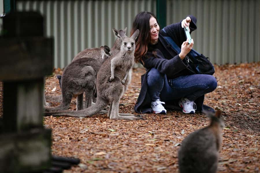 Sydney: Featherdale Wildlife Park Private Tour - The private tour question