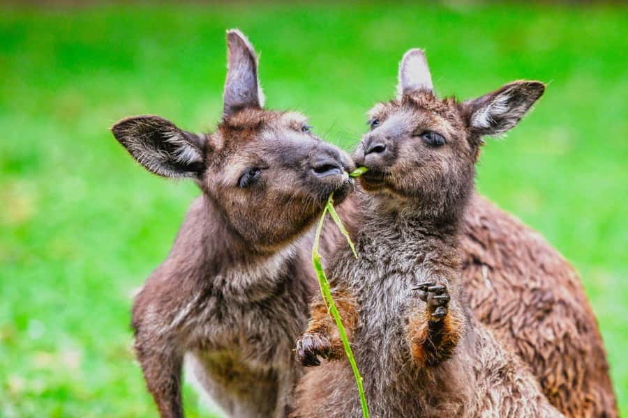 Sydney: Featherdale Wildlife Park Private Tour - Handling the short four-hour schedule