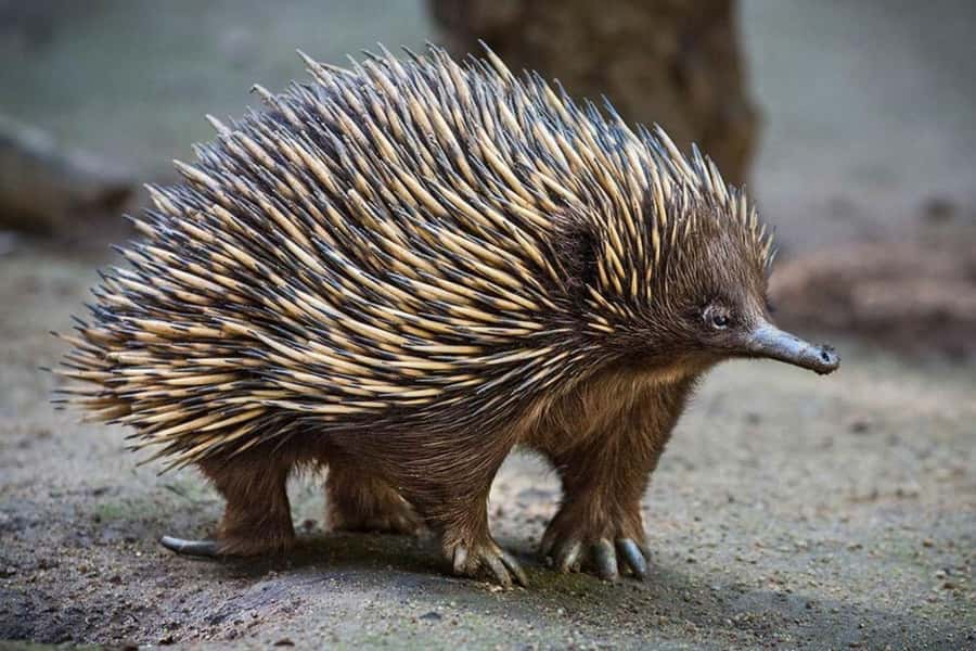 Sydney: Featherdale Wildlife Park Private Tour - Who will enjoy this outing most